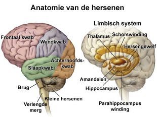 Onze hersenen in beeld gebracht