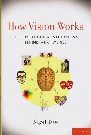 Fysiologische mechanismen achter het zien