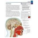 Alles over psychologie leren op aanschouwelijke manier (1) - 3