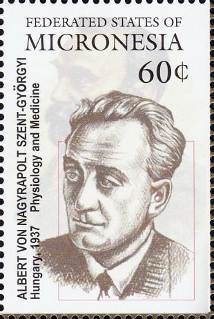 Albert Szent-Györgyi von Nagyrápolt (1893-1986)