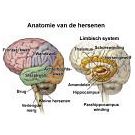 Ons brein blijft ons telkens op magische wijze verrassen (3) - 2