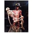 Körperwelten - Body Worlds toont de opbouw van de mens (2) - 2